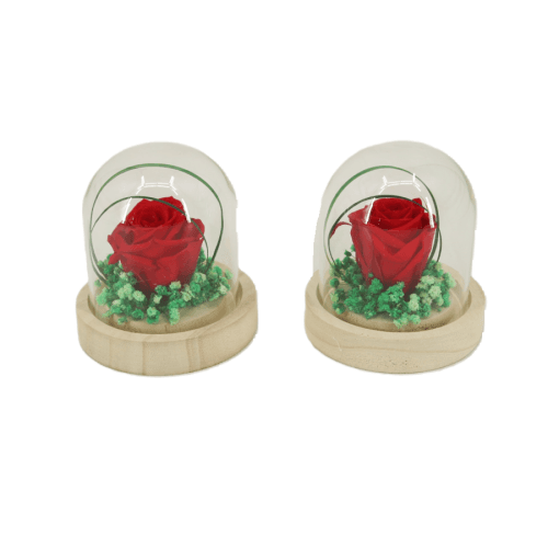 Y Cúpula Rosa Preservada, Rojo, 1 tallos, 10cm