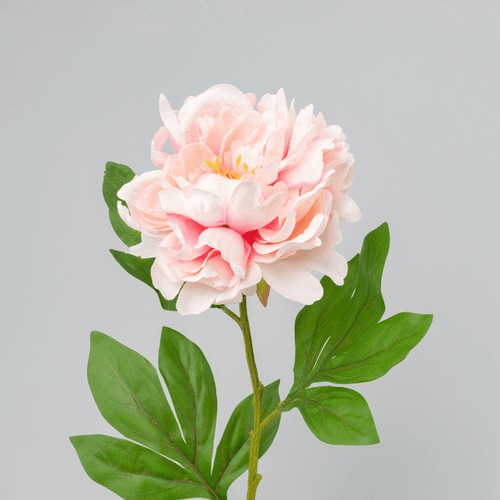 X Peonia ❊