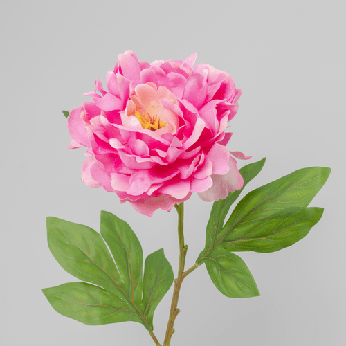 X Peonia ❊