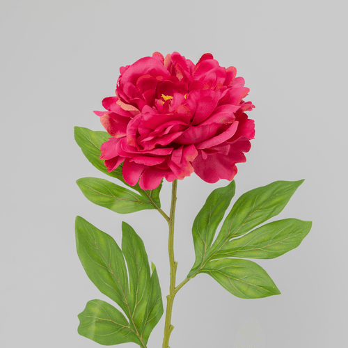 X Peonia ❊