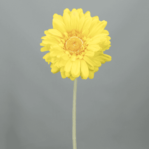 Gerbera artificial