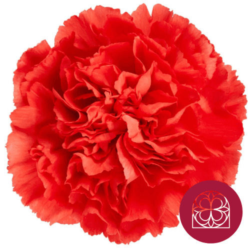 Clavel Naranja Tangelo, Flor fresca de 70 cm de largo, ramo de 40 tallos