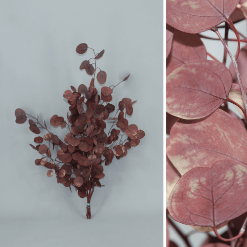 Eucalipto Pópulus Granate, Flor preservada de 40-60 cm de largo, pack de 2 uds