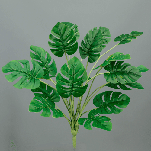 X Monstera ❊