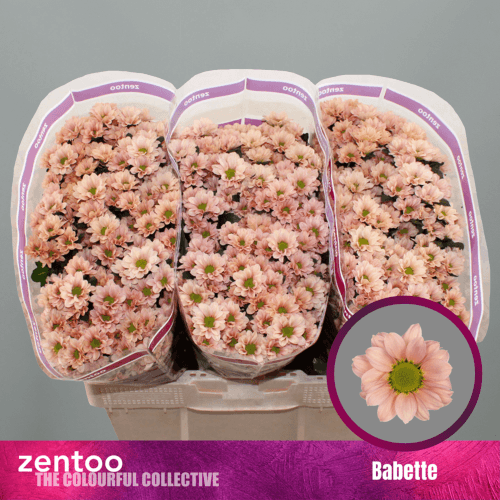 Ramo de 25 Crisantemos Santini Salmón Babette, Flor fresca de 55 cm de largo, 25 tallos