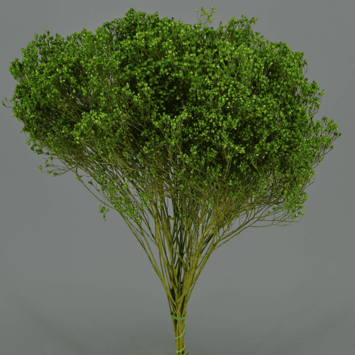Broom Bloom Seco Verde