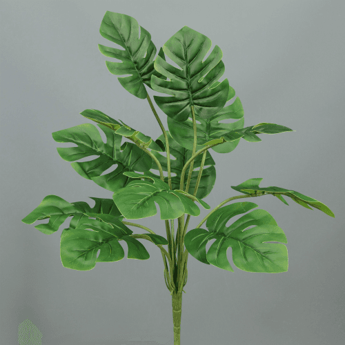 X Monstera  Planta ❊