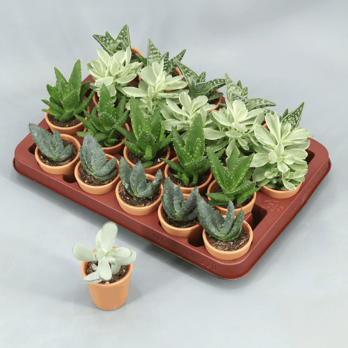 Suculentas surtidas en maceta de barro 10 cm, Planta de 10 cm de alto, pack de 20 uds