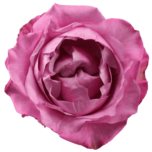 Ramo de 25 Rosas de Jardim Queens Crown, Flor fresca de 50 cm de comprimento, 25 hastes