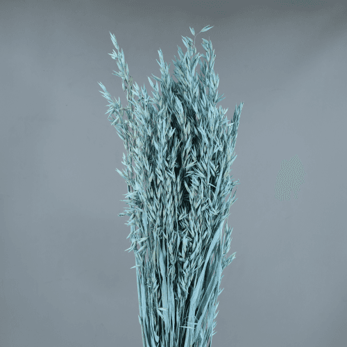 Avena Seca Azul Claro