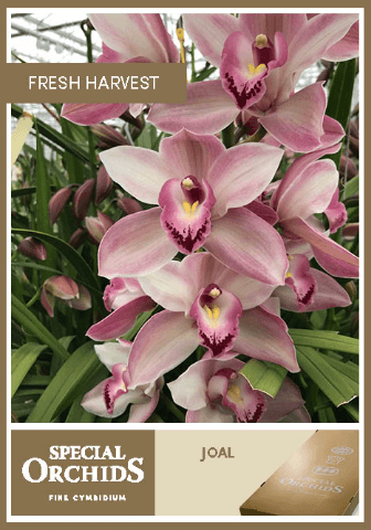 Cymbidium Joal