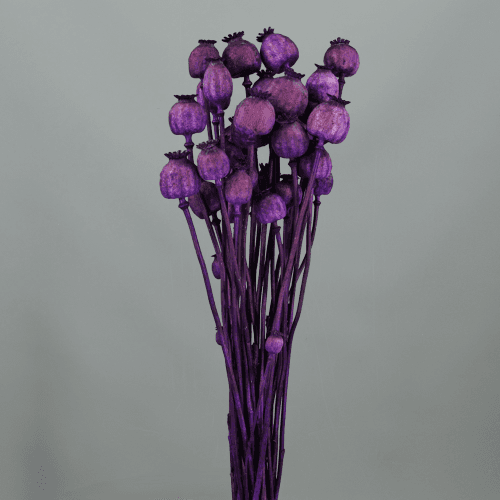 Papoila seca roxa (Papaver somniferum) 60 cm