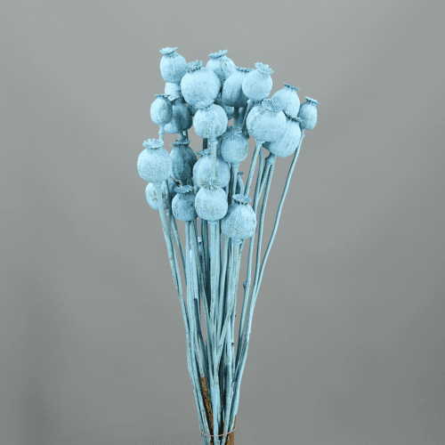 Pavot séché (Papaver) bleu clair 60 cm