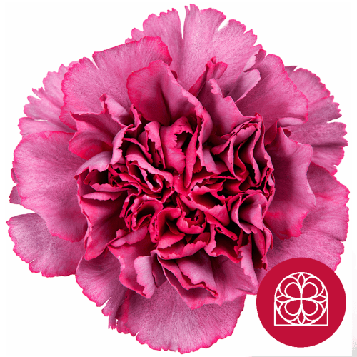 Bouquet de 25 œillets lavande Hypnosis, Fleur fraîche de 50 cm de long, 25 tiges