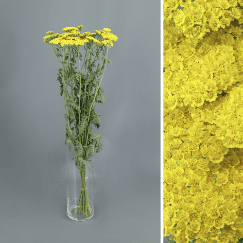 Achillea Moonshine, Amarillo