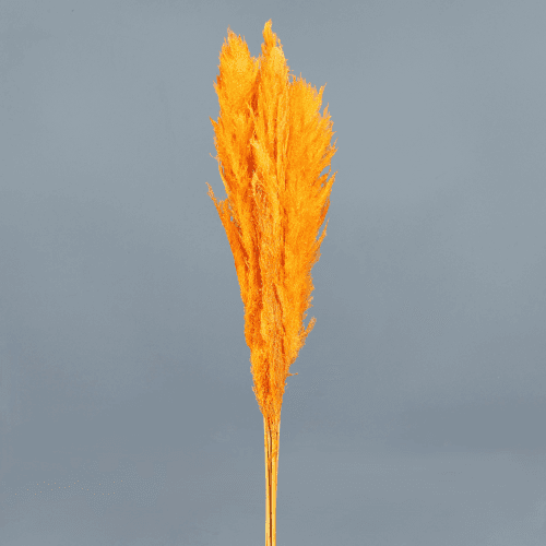 Plumero preservado naranja