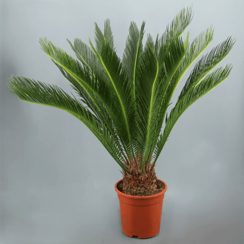 Cyca Revoluta