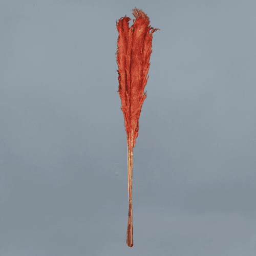 Plumero preservado rojo
