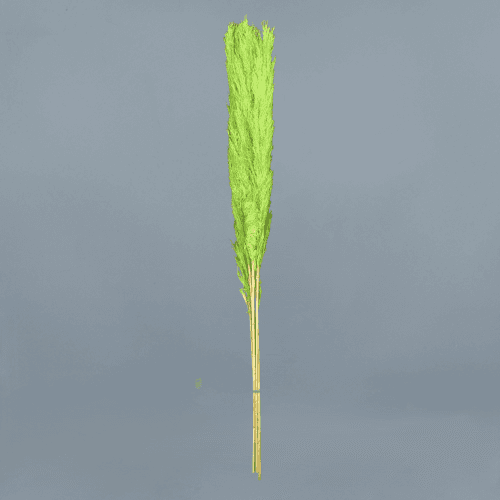 Plumero preservado verde pistacho, Flor preservada de 125 cm de largo