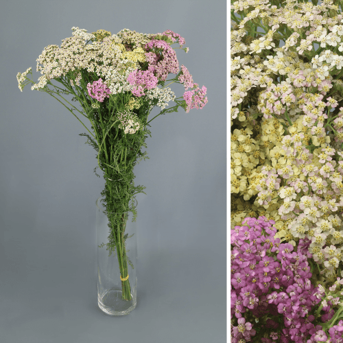 Achillea Mix, Mixto