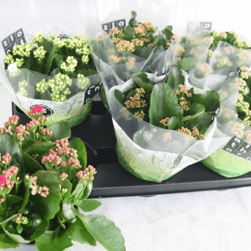 Kalanchoe em Vaso - 5 Cores, Planta de 25 cm de altura, conjunto de 6 unidades