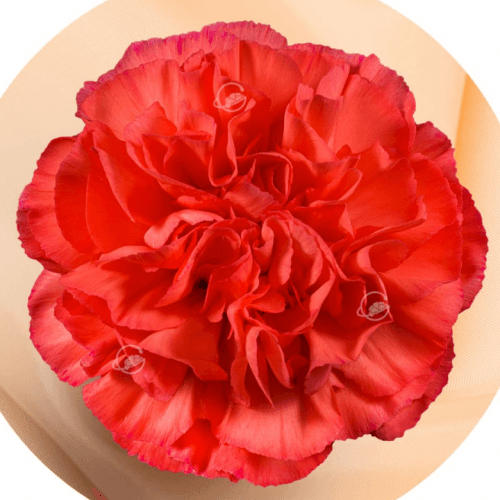 Clavell taronja corall Corallo, Flor fresca de 70 cm de llarg, ram de 25 tiges Geoflora