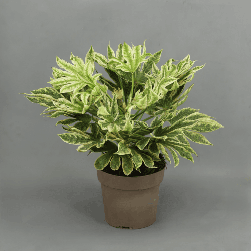 Aralia Spider, Verde/Amarillo