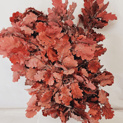 Roble preservado granate