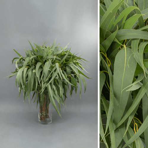 Botte de 5 Tiges d'Eucalyptus Globulus