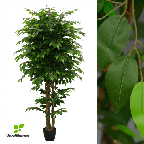 Y Ficus Verdnatura x 31 4P