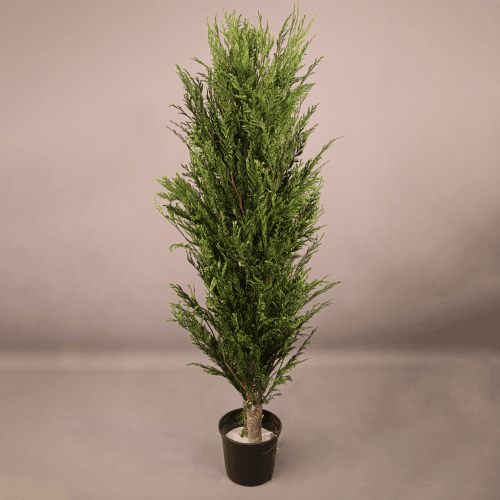 Tuia arbusto preservado, Flor preservada de 120 cm de comprimento