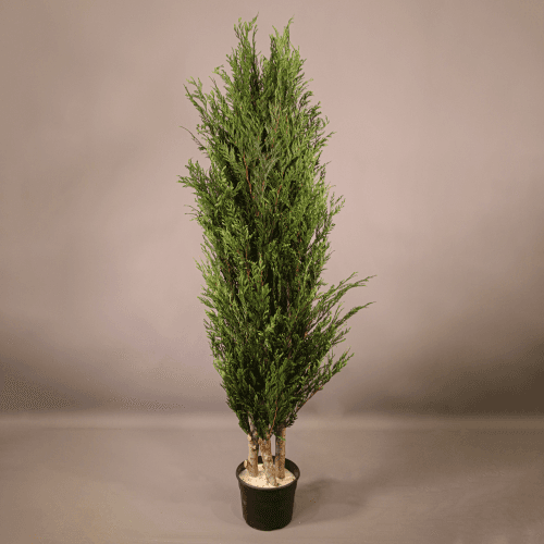 Tuia arbusto preservado grande, Flor preservada de 150 cm de comprimento