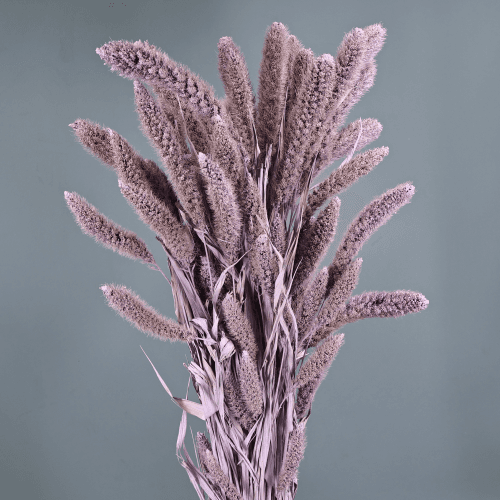 Setária Seca Lavanda