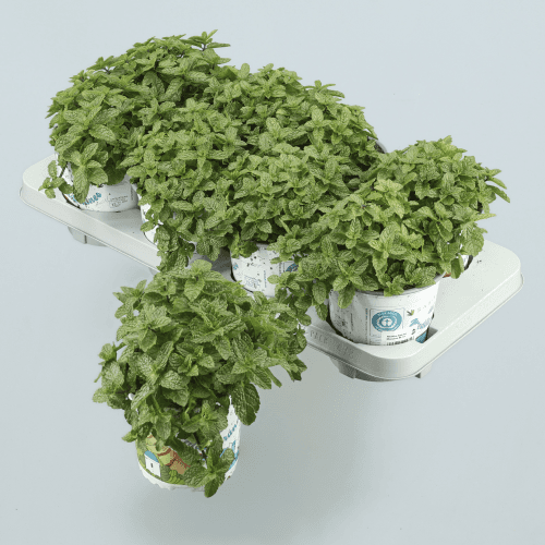 Hortelã (Mentha spicata), Planta de 20 cm de altura, conjunto de 8 unidades