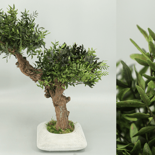 Y Bonsai Santa Dorotea Premium, Verde