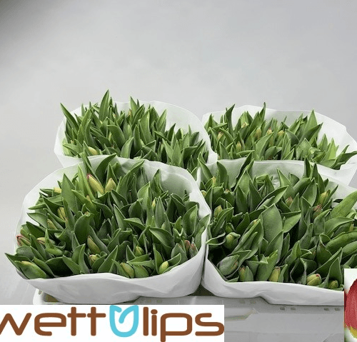 Tulipan Loveflight