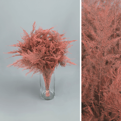 Asparagus peint corail