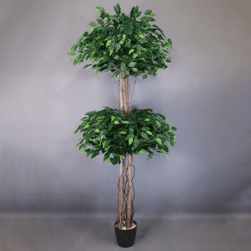 Y Ficus Copas Verdnatura x32 3P