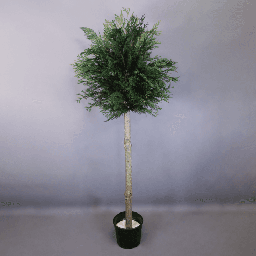 Tuia de copa preservada, Flor preservada de 150 cm de comprimento