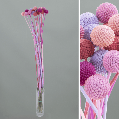 Craspedia Candy Mix, Flor fresca de 70 cm de largo, ramo de 50 tallos