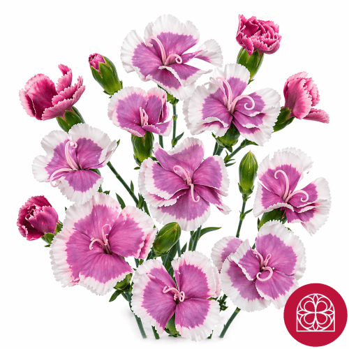 Clavel Mini Solomio Bono Select