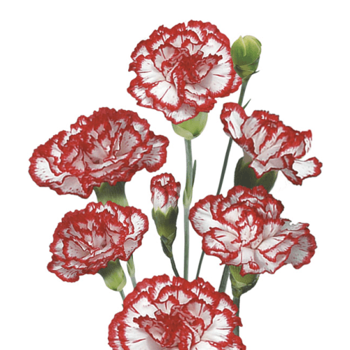 Caixa de 40 Clavells Mini Vermell i Blanc Scarlette, Flor fresca de 70 cm de llarg, ram de 40 tiges