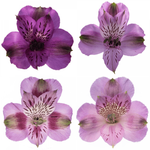 Alstroemeria Morada Select, Morado