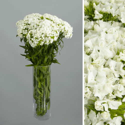 Caja de 50 Dianthus barbatus (clavel del poeta) blancos Sweet William, Flor fresca de 55 cm de largo