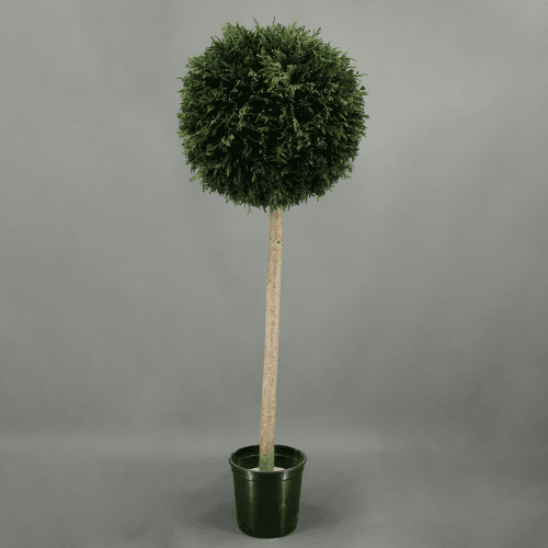 Tuia bola preservada, Flor preservada de 110 cm de comprimento