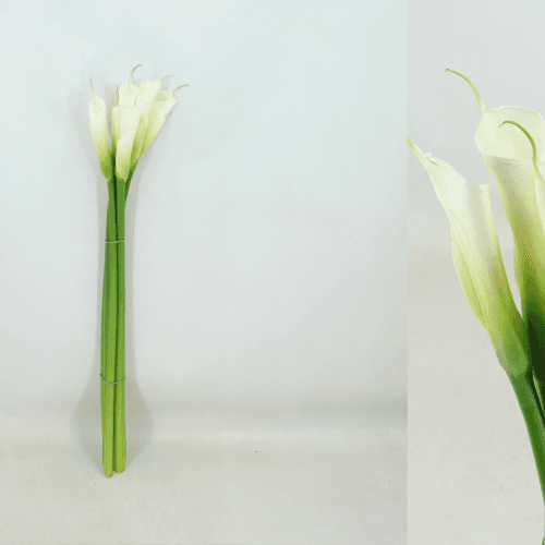 Cala Blanca Aethiopica de 80 cm, Flor fresca de 60-80 cm de largo, ramo de 10 tallos