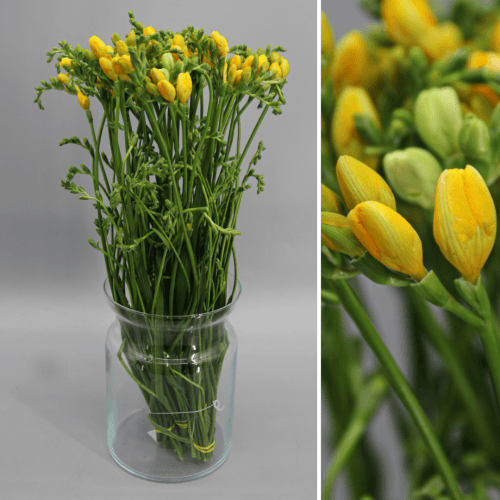 Bouquet de 3 Freesias Jaunes Doubles Marseille, Fleur fraîche de 52 cm de long, 50 tiges