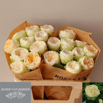 Rosa de Jardim Creme, Flor fresca de 40 cm de comprimento, ramo de 20 hastes