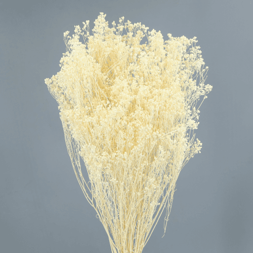 Broom Preservat Blanc 100g, Flor preservada de 50 cm de llarg