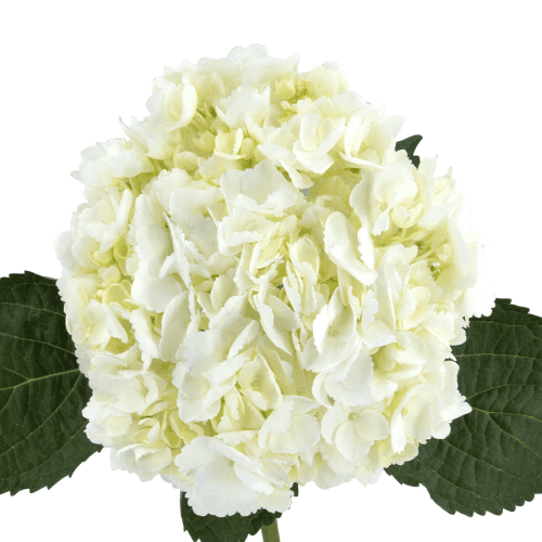Hydrangea White Premium, Blanco, 1 tallos, 60cm